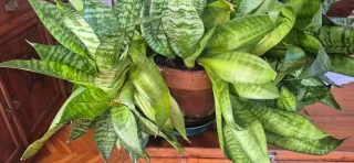 Sansevieria "Hahnii"