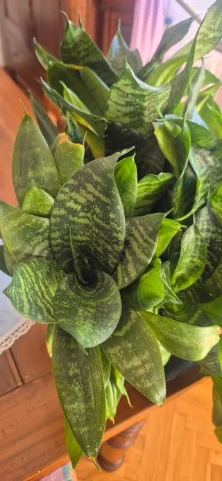 Sansevieria "Hahnii"