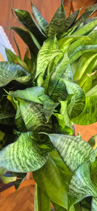 Sansevieria "Hahnii"