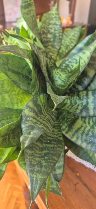 Sansevieria "Hahnii"