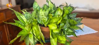Sansevieria "Hahnii"