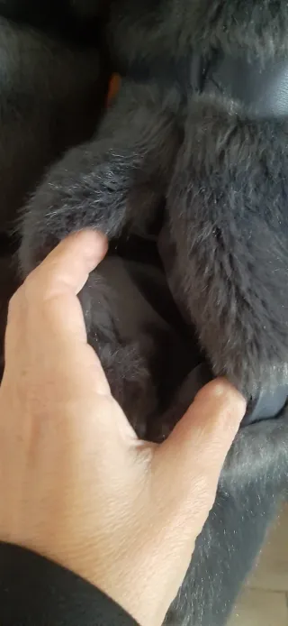 Pellicciotto ecologico grigio con cappuccio