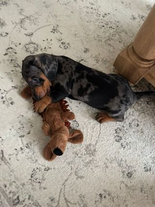 OFERTA! Alfombra vintage ZARA HOME