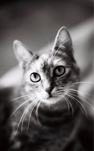 2x Rollei RPX 100 35mm película analógica