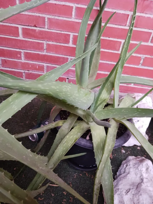 Planta Aloe Vera Natural con Maceta y plato