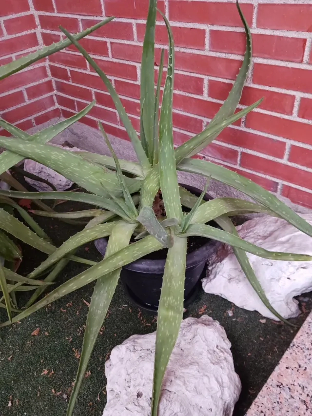 Planta Aloe Vera Natural con Maceta y plato