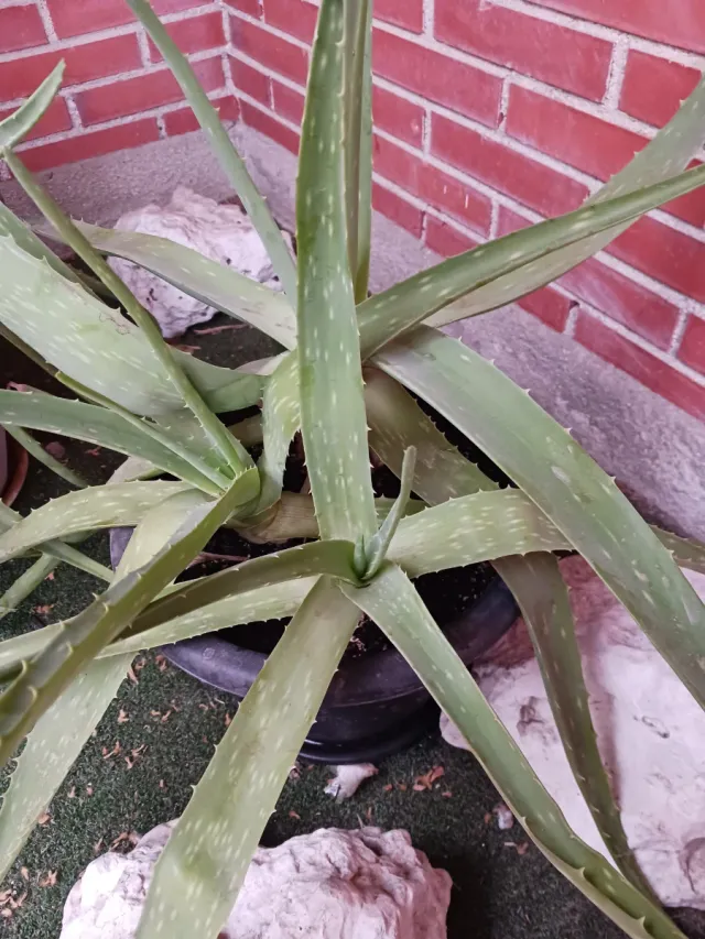 Planta Aloe Vera Natural con Maceta y plato