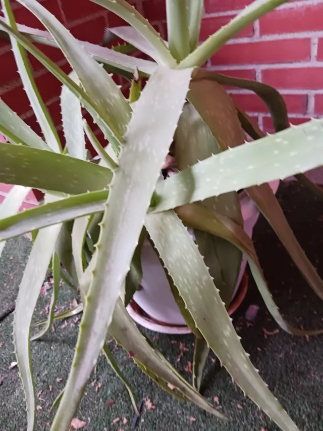 Planta Aloe Vera con Maceta y Plato