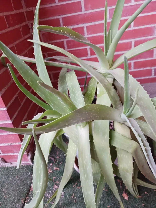 Planta Aloe Vera con Maceta y Plato