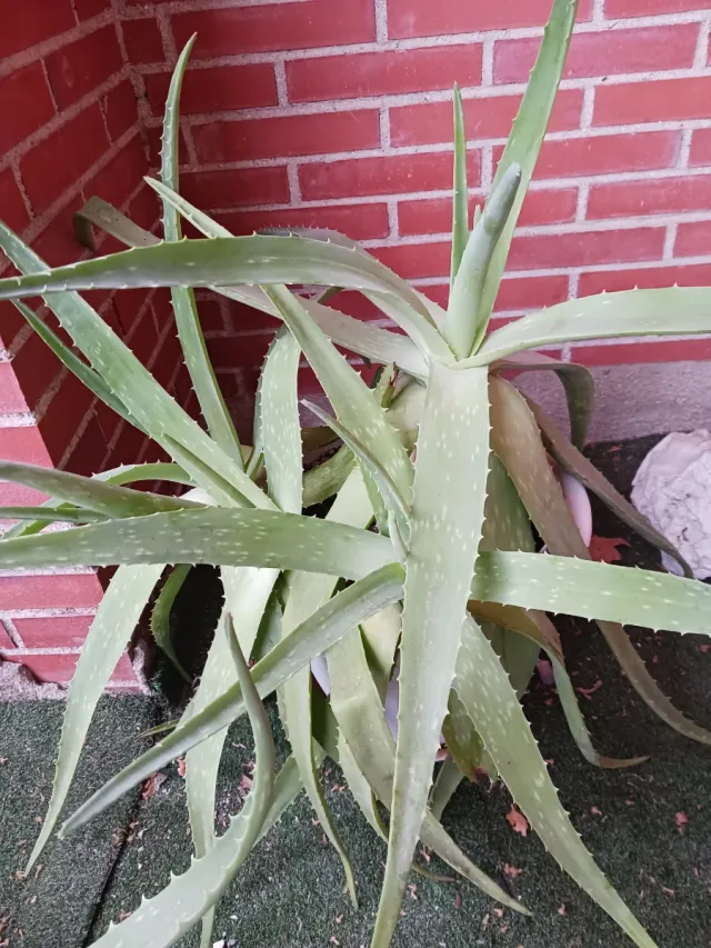 Planta Aloe Vera con Maceta y Plato