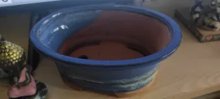 Bonsais bandeja azul y dos budas para adornar