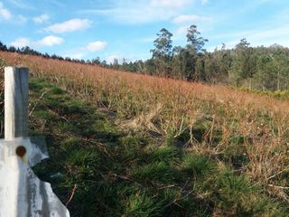 Alquiler plantación arándanos 3 hectáreas
