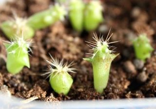 semi Cactus Mix Elite Collezione Rara