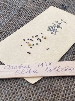 semi Cactus Mix Elite Collezione Rara