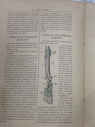 1904 El cuerpo humano