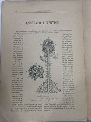 1904 El cuerpo humano