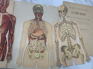 1904 El cuerpo humano