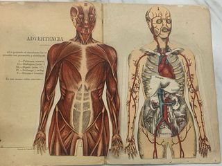 1904 El cuerpo humano