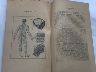 1904 El cuerpo humano