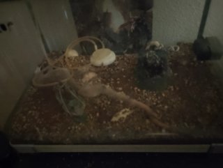 Acuario con decoración