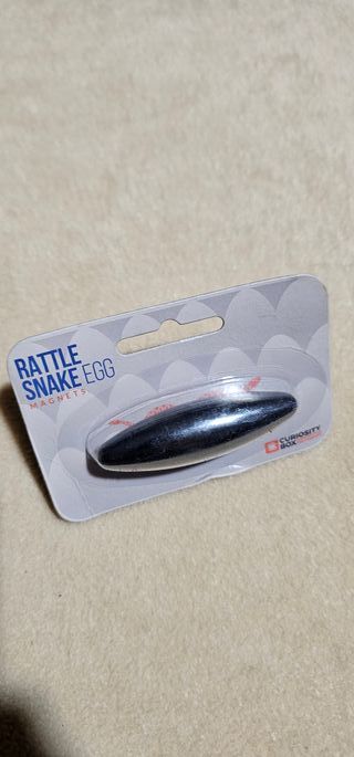 Rattle Snake Egg Magnets Curiosity Box