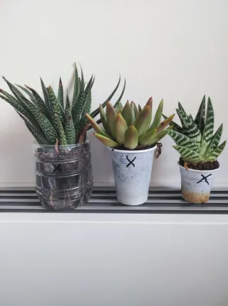 Piante grasse miste in vasi fai-da-te