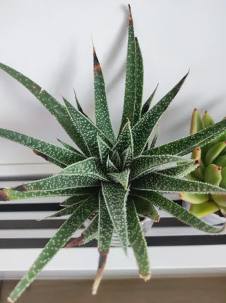 Piante grasse miste in vasi fai-da-te