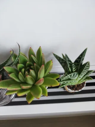 Piante grasse miste in vasi fai-da-te