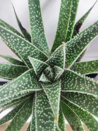 Piante grasse miste in vasi fai-da-te