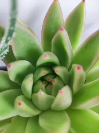 Piante grasse miste in vasi fai-da-te