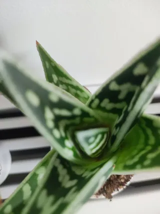 Piante grasse miste in vasi fai-da-te