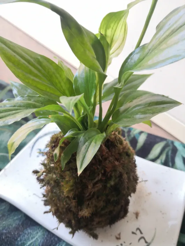 Jardínes eternos y kokedamas