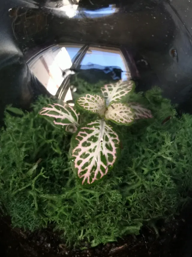 Jardínes eternos y kokedamas