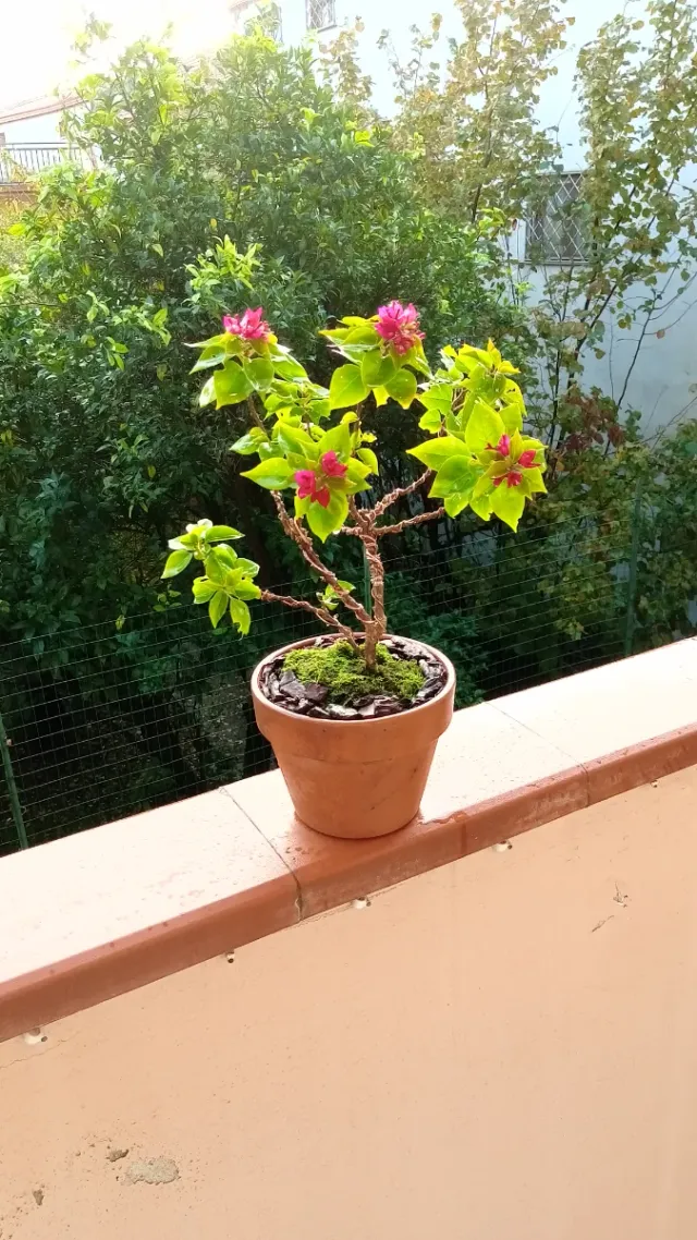 Bonsai di Bouganville