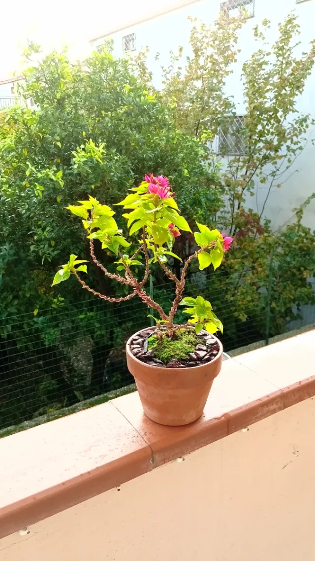 Bonsai di Bouganville