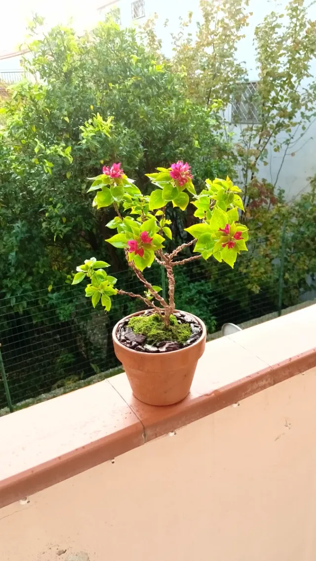Bonsai di Bouganville
