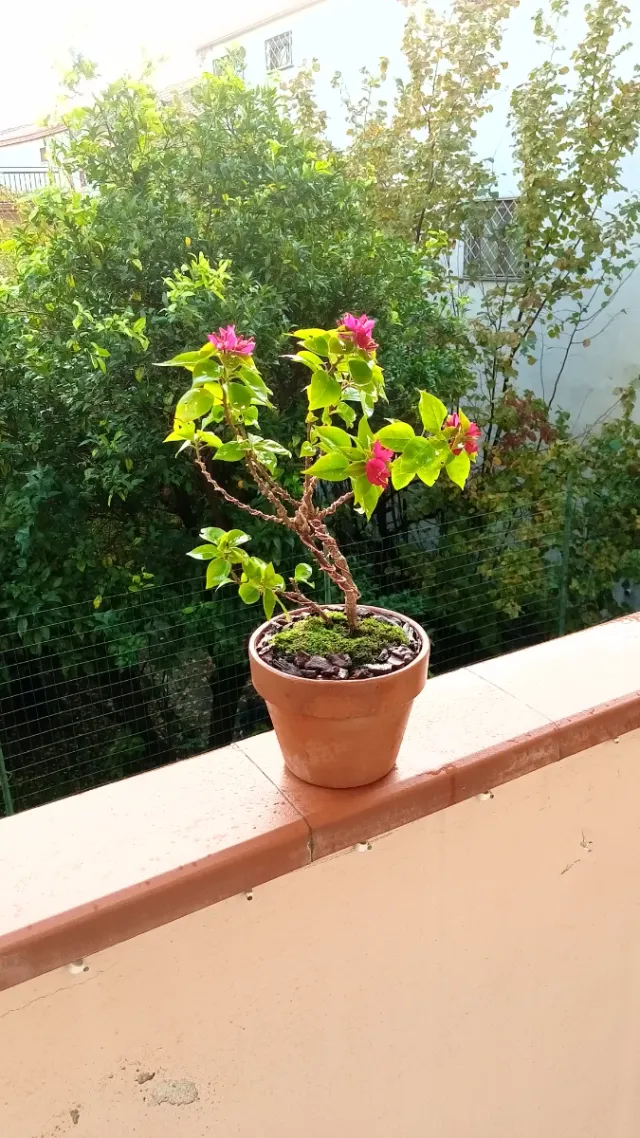 Bonsai di Bouganville