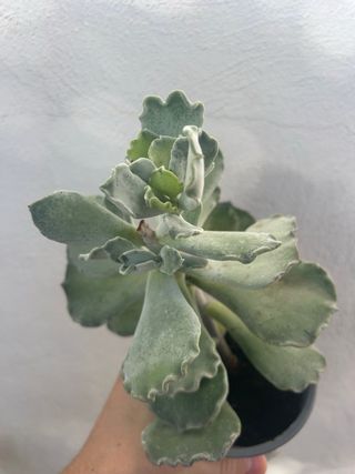 Planta Kalanchoe Hildebrandtii