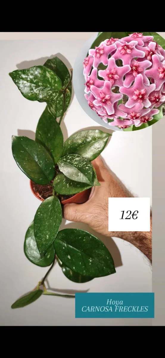 Hoya Carnosa Freckles pianta