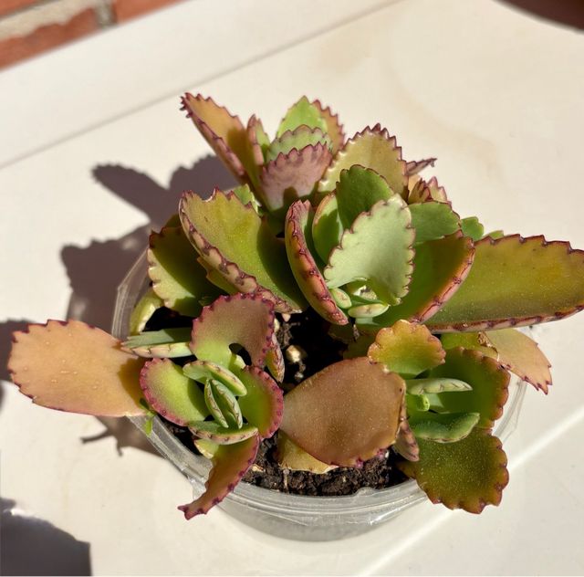 Suculenta Kalanchoe diagramontana. madre de miles