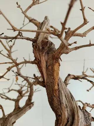 Bonsai Granado Nejikan