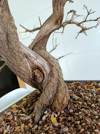 Bonsai Granado Nejikan