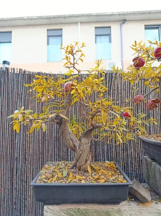 Bonsai Granado Nejikan
