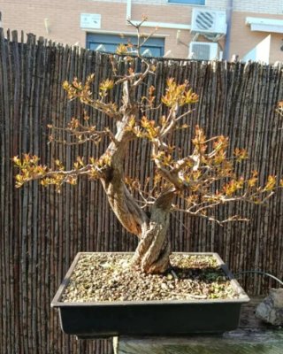 Bonsai Granado Nejikan