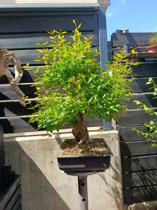 Bonsai Granado Nejikan
