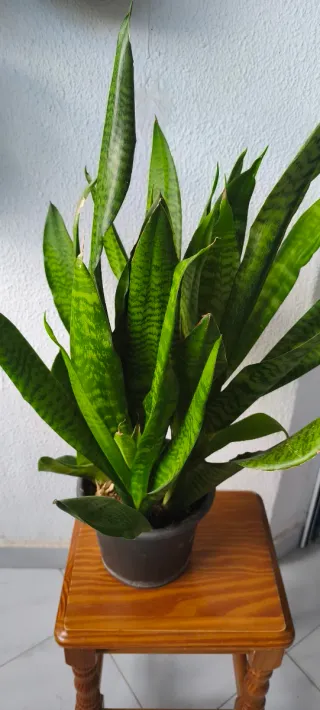 Planta Sansevieria Hermosa