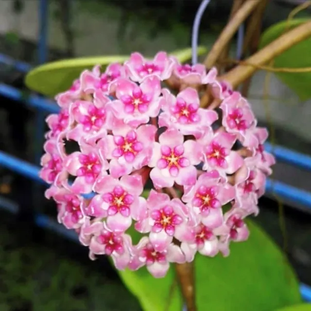 Hoya Sweet Scent Pianta Fiori di Cera
