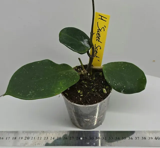 Hoya Sweet Scent Pianta Fiori di Cera