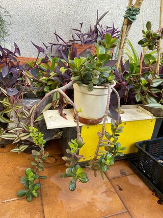 Planta Jade Mini Suculenta