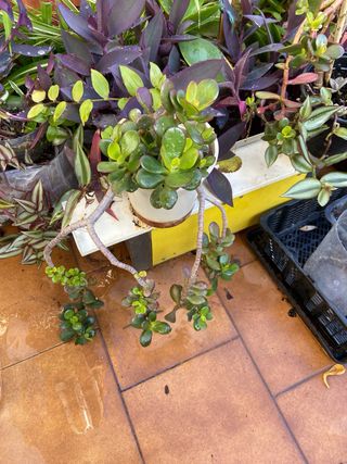 Planta Jade Mini Suculenta